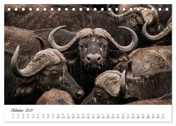 Produktbild: Better Together - Herdenmomente (Tischkalender 2027 DIN A5 quer), CALVENDO Monatskalender