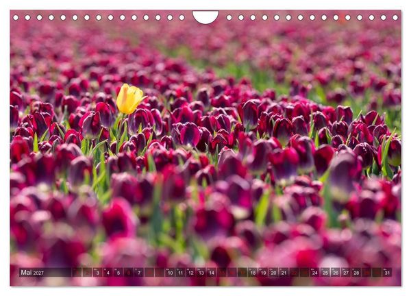 Produktbild: Tulpen - Hollands Stolz (Wandkalender 2027 DIN A4 quer), CALVENDO Monatskalender
