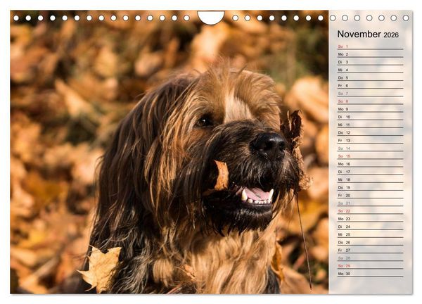 Produktbild: Der Briard 2026 - Ein echter Charmeur (Wandkalender 2026 DIN A4 quer), CALVENDO Monatskalender