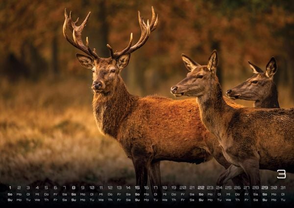 Produktbild: Waldtiere - Heimische Waldbewohner - Der Tierkalender - 2026 - Kalender DIN A2