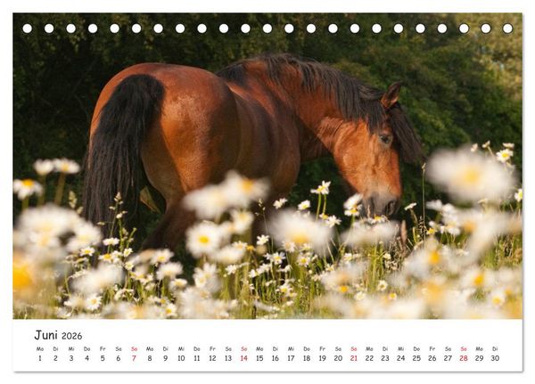 Produktbild: Kaltblut - schwere Pferde mit Herz (Tischkalender 2026 DIN A5 quer), CALVENDO Monatskalender
