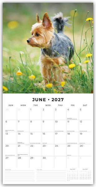 Produktbild: Yorkshire Terriers &ndash; Yorkshire Terrier 2027 &ndash; 16-Monatskalender