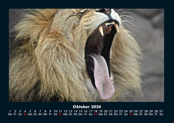 Produktbild: L&ouml;wen in der Wildnis 2026 Fotokalender DIN A4