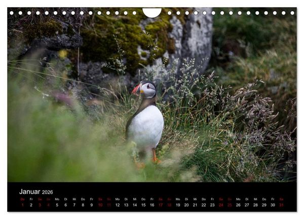 Produktbild: Puffins - V&ouml;gel des Nordens (Wandkalender 2026 DIN A4 quer), CALVENDO Monatskalender