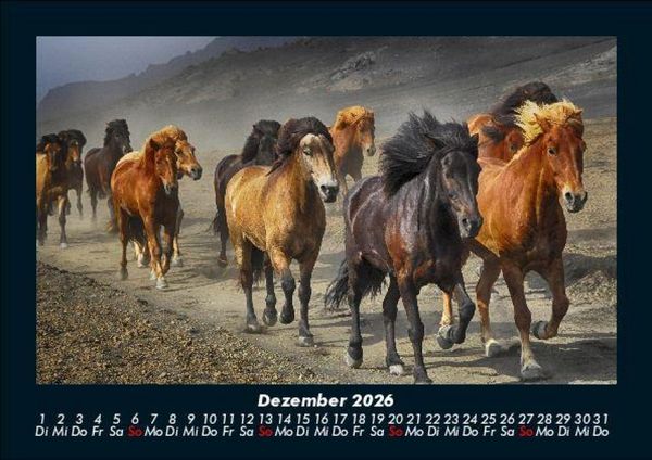 Produktbild: Pferde Kalender 2026 Fotokalender DIN A5