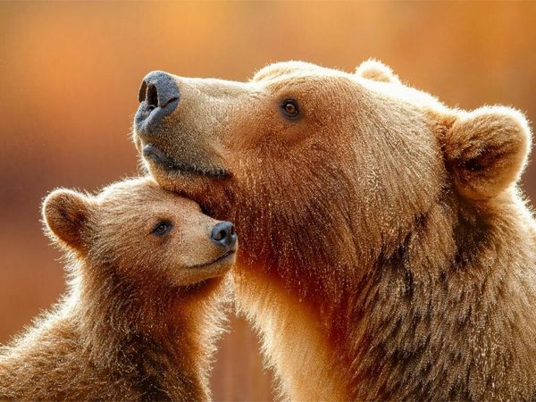 Produktbild: CALVENDO Puzzle Ein z&auml;rtlicher Augenblick | 1000 Teile Lege-Gr&ouml;&szlig;e 64x48cm Foto-Puzzle f&uuml;r gl&uuml;ckliche Stunden