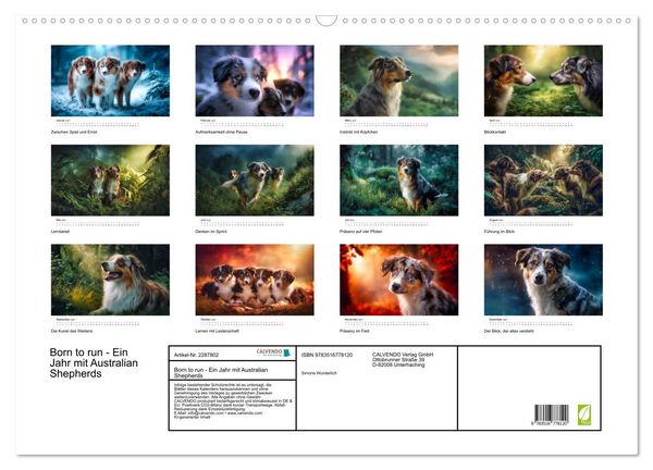 Produktbild: Born to run - Ein Jahr mit Australian Shepherds (Wandkalender 2027 DIN A2 quer), CALVENDO Monatskalender