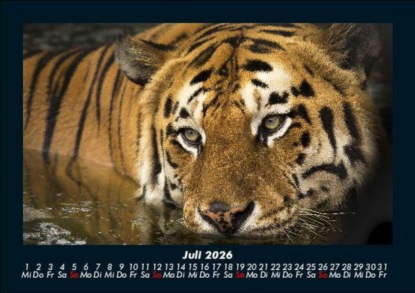 Produktbild: Tiger 2026 Fotokalender DIN A5