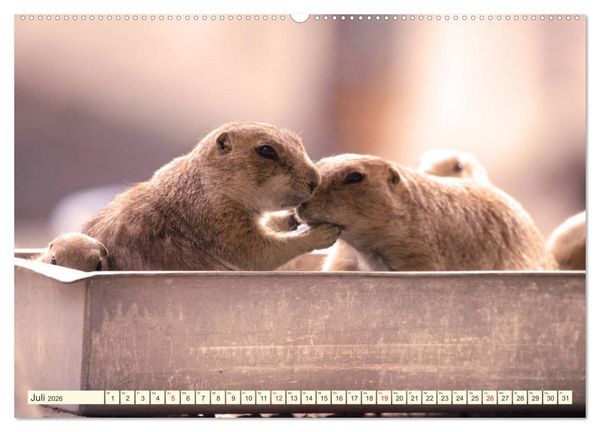 Produktbild: Pr&auml;riehunde - s&uuml;&szlig;e S&auml;uger (hochwertiger Premium Wandkalender 2026 DIN A2 quer), Kunstdruck in Hochglanz