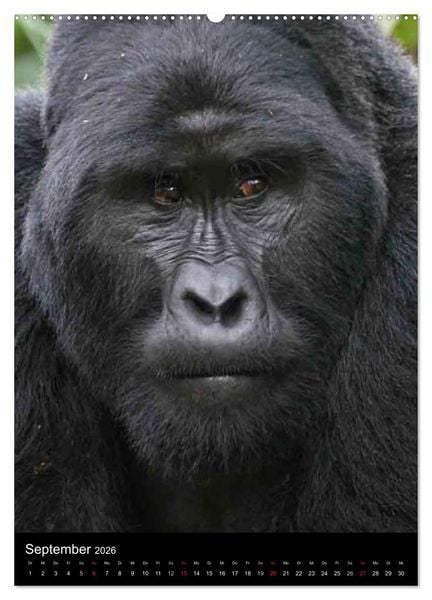 Produktbild: Gorillas (hochwertiger Premium Wandkalender 2026 DIN A2 hoch), Kunstdruck in Hochglanz