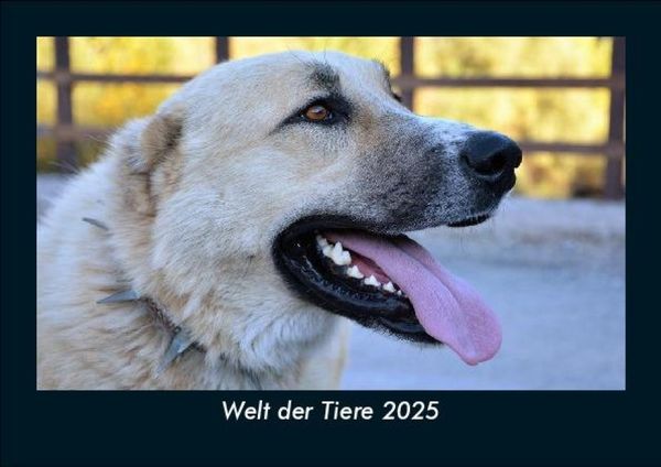 Produktbild: Welt der Tiere 2025 Fotokalender DIN A5