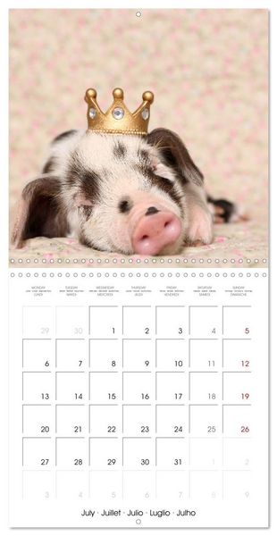 Produktbild: Sweet little piglets (Wall Calendar 2026 12 &times; 12 Inch) CALVENDO 12 Month Wall Calendar