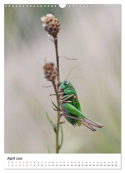 Produktbild: Insekten,Sch&ouml;nheiten der Natur (Wandkalender 2026 DIN A3 hoch), CALVENDO Monatskalender