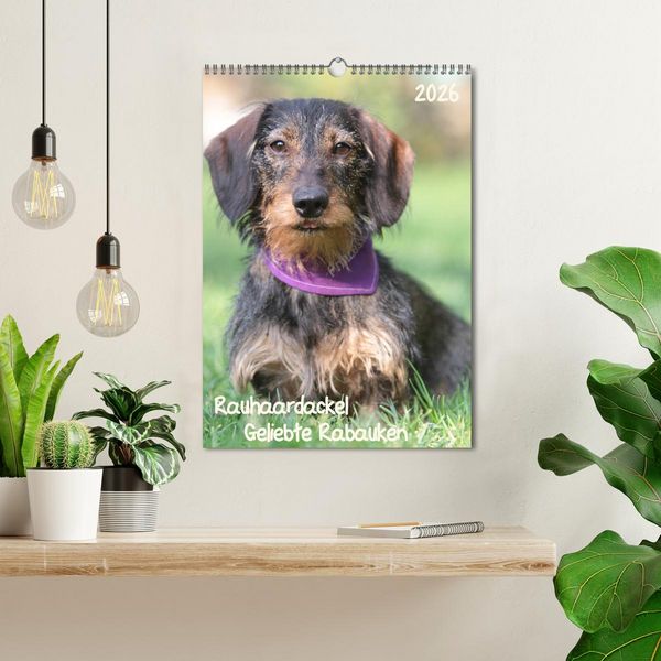 Produktbild: Geliebte Rabauken - Rauhaardackel (Wandkalender 2026 DIN A3 hoch), CALVENDO Monatskalender