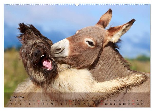 Produktbild: Little Donkey with Friends (High Quality Premium Wall Calendar 2026 DIN A2 landscape),CALVENDO 12 Month Wall Calendar