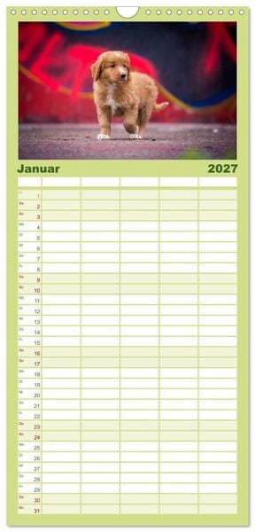 Produktbild: Familienplaner 2027 - Toller - Nova Scotia Duck Tolling Retriever mit 5 Spalten (Wandkalender, 21 x 45 cm) CALVENDO