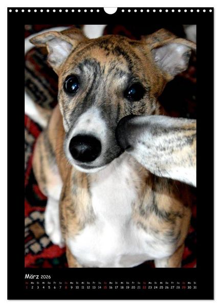 Produktbild: Ein Whippet wird erwachsen (Wandkalender 2026 DIN A3 hoch), CALVENDO Monatskalender