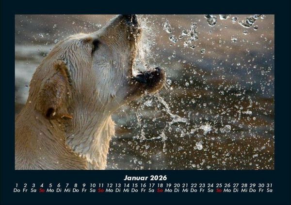 Produktbild: Der Hundekalender 2026 Fotokalender DIN A4