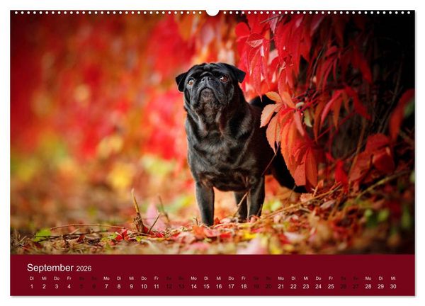 Produktbild: Diesel - ein mopsiges Leben (hochwertiger Premium Wandkalender 2026 DIN A2 quer), Kunstdruck in Hochglanz