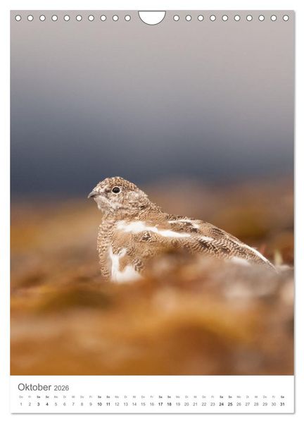 Produktbild: Die Arktis - Naturfotografien aus Spitzbergen (Wandkalender 2026 DIN A4 hoch), CALVENDO Monatskalender