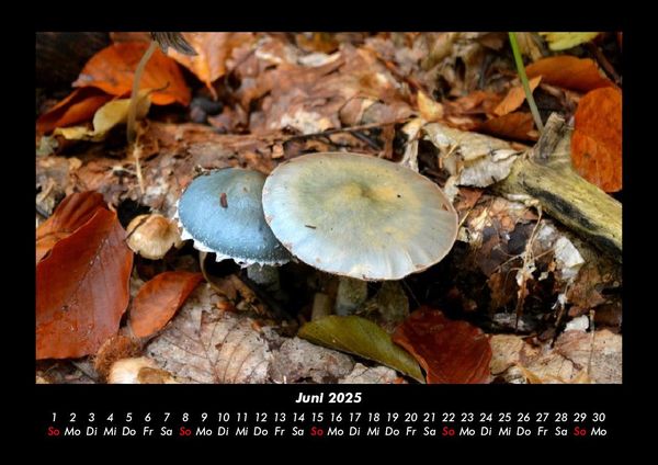 Produktbild: Pilzkalender 2025 Fotokalender DIN A3