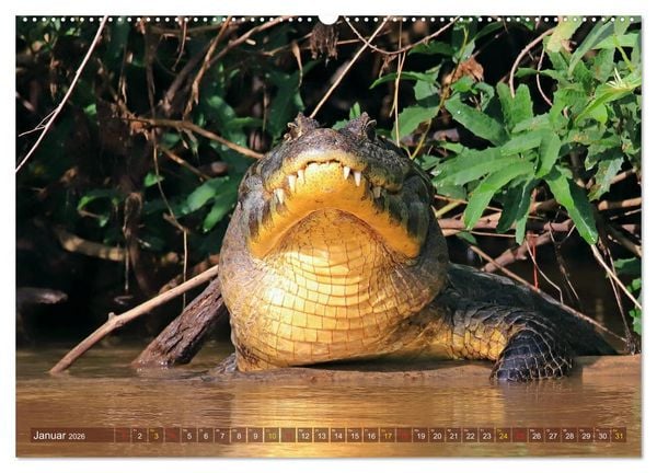 Produktbild: Krokodile in der Wildnis (hochwertiger Premium Wandkalender 2026 DIN A2 quer), Kunstdruck in Hochglanz