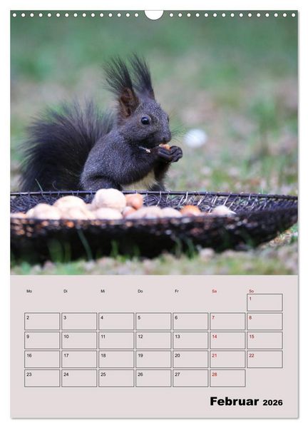 Produktbild: Eichh&ouml;rnchen - Planer (Wandkalender 2026 DIN A3 hoch), CALVENDO Monatskalender