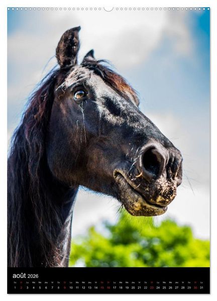 Produktbild: Chevaux en Portraits (Calendrier mural 2026 DIN A2 horizontal) calendrier de bureau