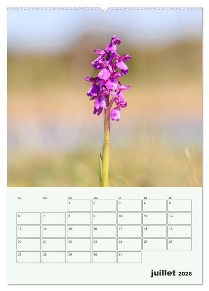 Produktbild: Fleurs en toute simplicit&eacute; - Beaut&eacute; minimaliste (Calendrier mural 2026 DIN A2 horizontal) calendrier de bureau