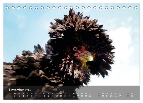 Produktbild: H&uuml;hner im Garten (Tischkalender 2026 DIN A5 quer), CALVENDO Monatskalender