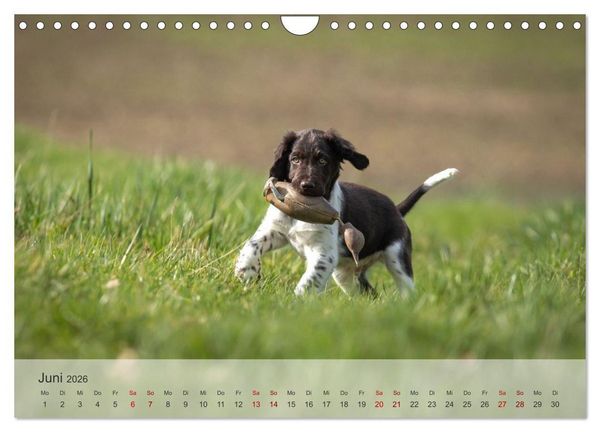Produktbild: Treue Jagdgef&auml;hrten Der kleine M&uuml;nsterl&auml;nder (Wandkalender 2026 DIN A4 quer), CALVENDO Monatskalender
