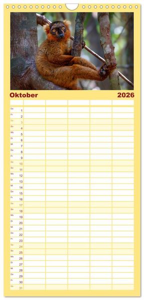 Produktbild: Familienplaner 2026 - Tierisch tolles Madagaskar - Cham&auml;leons, Lemuren und mehr mit 5 Spalten (Wandkalender, 21 x 45 cm) CALVENDO