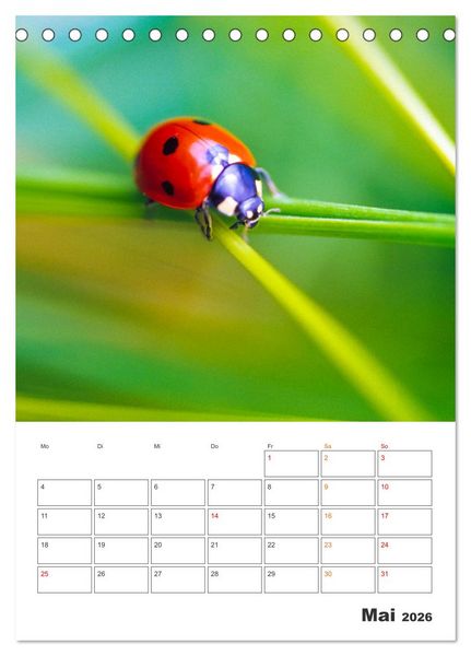 Produktbild: Kleines Gl&uuml;ck ganz gro&szlig;: Marienk&auml;fer! (Tischkalender 2026 DIN A5 hoch), CALVENDO Monatskalender