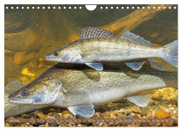 Produktbild: Fische in Teichen und Fl&uuml;ssen (Wandkalender 2026 DIN A4 quer), CALVENDO Monatskalender