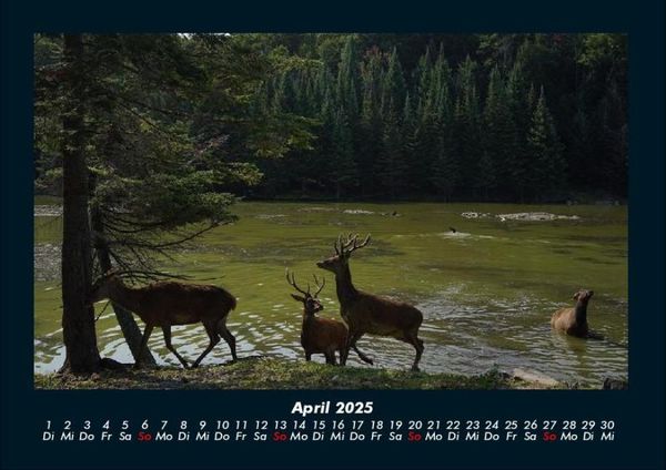 Produktbild: Waldbewohner 2025 Fotokalender DIN A4