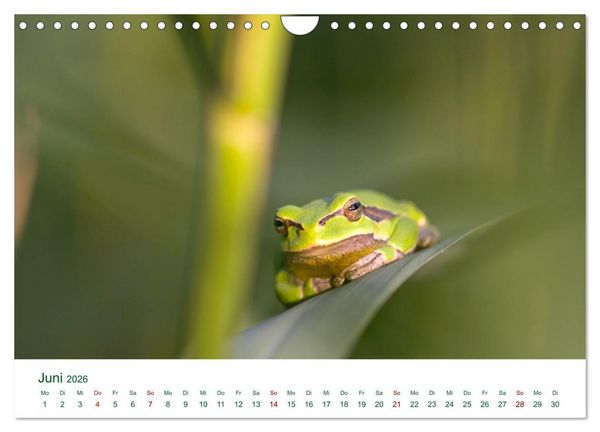 Produktbild: Auw&auml;lder bei Enns (Wandkalender 2026 DIN A4 quer), CALVENDO Monatskalender