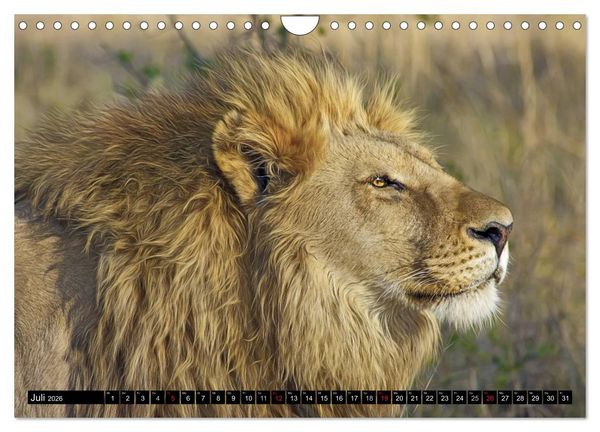 Produktbild: Wildes Leben in Afrika (Wandkalender 2026 DIN A4 quer), CALVENDO Monatskalender