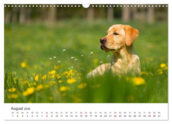 Produktbild: Labrador - Der Vierbeiner in Szene gesetzt. (Wandkalender 2026 DIN A3 quer), CALVENDO Monatskalender