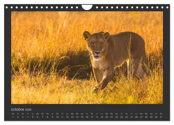 Produktbild: Lions &ndash; Photographies de la faune (Calendrier mural 2026 DIN A4 vertical), CALVENDO calendrier mensuel