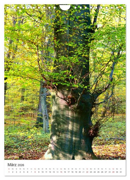 Produktbild: Faszination der Farben im Naturpark Lappwald (Wandkalender 2026 DIN A4 hoch), CALVENDO Monatskalender