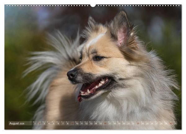 Produktbild: Islandhunde im Portrait (hochwertiger Premium Wandkalender 2026 DIN A2 quer), Kunstdruck in Hochglanz