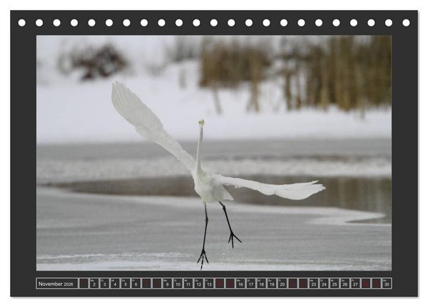 Produktbild: Winterzauber - Tiere in Eis und Schnee (Tischkalender 2026 DIN A5 quer), CALVENDO Monatskalender