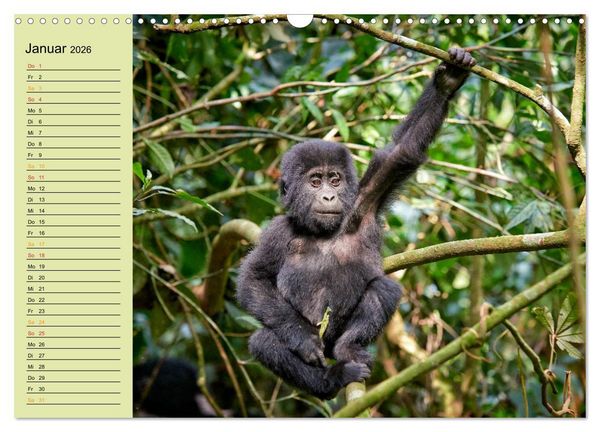 Produktbild: Ugandas wilde Menschenaffen (Wandkalender 2026 DIN A3 quer), CALVENDO Monatskalender