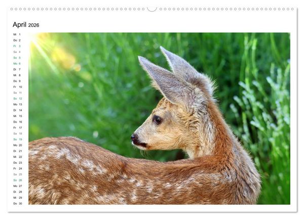 Produktbild: Rehkitze, zierliche Sch&ouml;nheiten mit gro&szlig;en, sanften Augen (hochwertiger Premium Wandkalender 2026 DIN A2 quer), Kunstdruck in Hochglanz