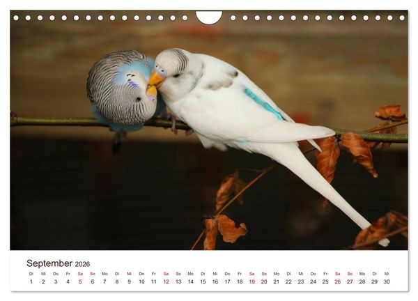 Produktbild: Wellensittiche - der NEUE Kalender (Wandkalender 2026 DIN A4 quer), CALVENDO Monatskalender