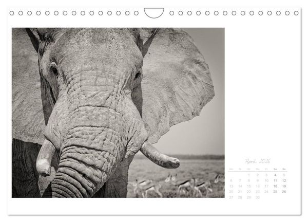 Produktbild: Elefanten in Etosha (Wandkalender 2026 DIN A4 quer), CALVENDO Monatskalender