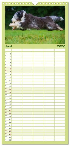 Produktbild: Familienplaner 2026 - Liebenswerter Clown Bearded Collie mit 5 Spalten (Wandkalender, 21 x 45 cm) CALVENDO