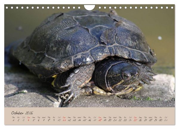 Produktbild: Turtles and Tortoise / UK-Version (Wall Calendar 2026 DIN A4 landscape), CALVENDO 12 Month Wall Calendar
