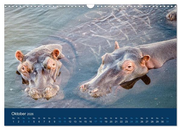 Produktbild: Nilpferde, Kolosse in Afrika (Wandkalender 2026 DIN A3 quer), CALVENDO Monatskalender