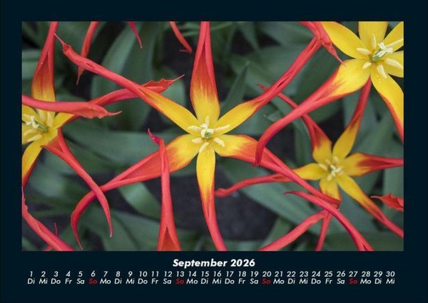 Produktbild: Blumentr&auml;ume 2026 Fotokalender DIN A4